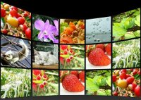 Website Picture Gallery